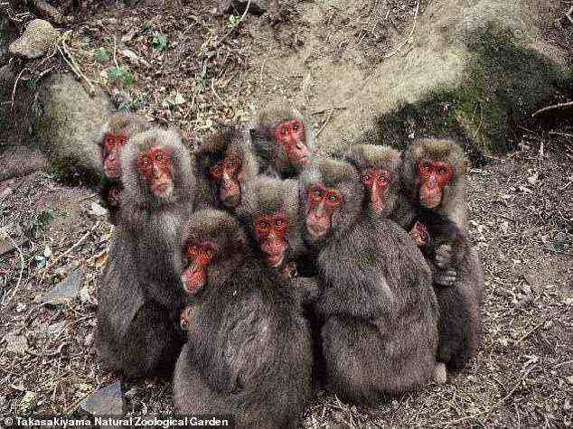 Japanische Makaken sind mittelgroße, stämmige Affen mit relativ kurzen Schwänzen.  Geschlechtsdimorph in der Größe, Männchen sind doppelt so groß wie Weibchen