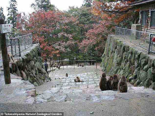 Wilde Japanische Makaken leben hier auf den Hügeln von Takasakiyama, einem der wenigen natürlichen zoologischen Gärten in Japan, wo wilde Geldscheine in unmittelbarer Nähe beobachtet werden können
