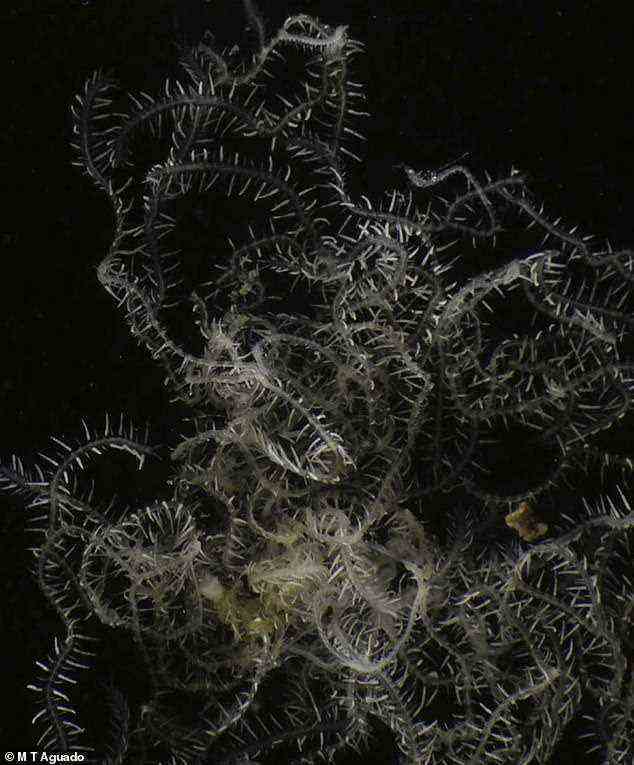 Es gibt jetzt drei bekannte Arten von Verzweigungswürmern.  Sowohl R. kingghidorahi (im Bild) als auch 'R.  multicaudata“, die 2012 vor der nordaustralischen Küste identifiziert wurde, lebt in Steinschwämmen, die in seichten Gewässern zu finden sind.  Im Gegensatz dazu lebt 'Syllis ramosa' – die bereits 1879 auf den Philippinen gefunden wurde – in Glasschwämmen der Tiefsee