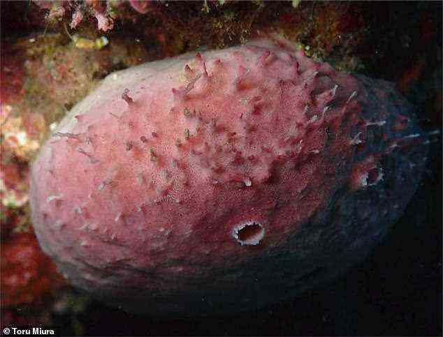 Verzweigungswürmer sind bizarre Meerestiere, die nur einen Kopf haben, aber einen Körper haben, der sich in mehrere Hinterteile verzweigt.  Sie leben in den inneren Kanälen bestimmter Meeresschwämme.  Abgebildet, mit dem hinteren Ende des Wurms auf der Oberfläche des Schwamms