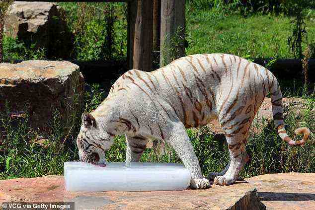 Ein weiterer weißer Tiger (im Bild) leckt einen Eisblock im Safaripark Nantong Forest