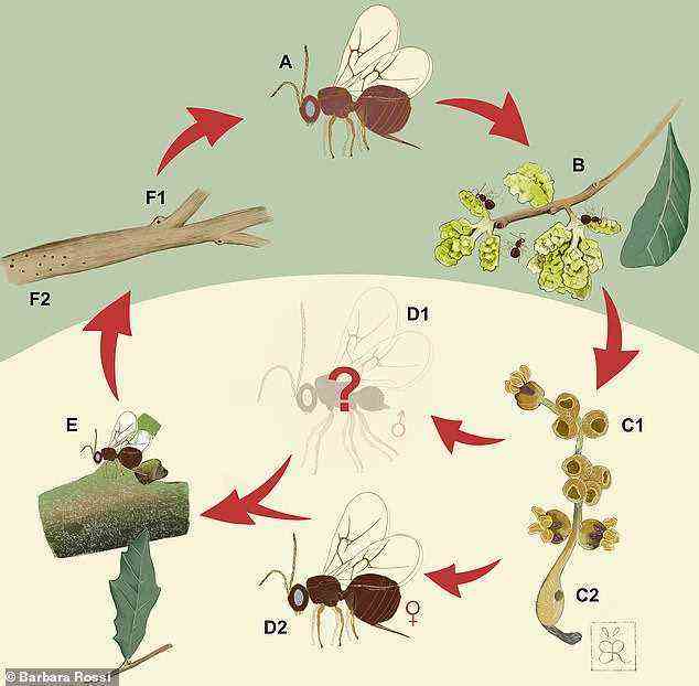 Im Bild: der Lebenszyklus von N. valhalla.  Weibchen einer Generation (A) legen ihre Eier in lebende Eichenblüten (oder „Kätzchen“, B) ¿ und induzieren die Bildung von Gallen (oder „Krypten“, C1/2), aus denen eine zweite Generation (D2) innerhalb von 2 schlüpft 3 Wochen.  Nach der Reifung legen diese ausgewachsenen Pflanzen ihre Eier an den Verbindungsstellen der Äste (E) ab und bilden auch Gallen (F1/2), die nach 11 Monaten rechtzeitig zur Blütezeit schlüpfen.  Das Team muss noch eine männliche Wespe entdecken (D1)