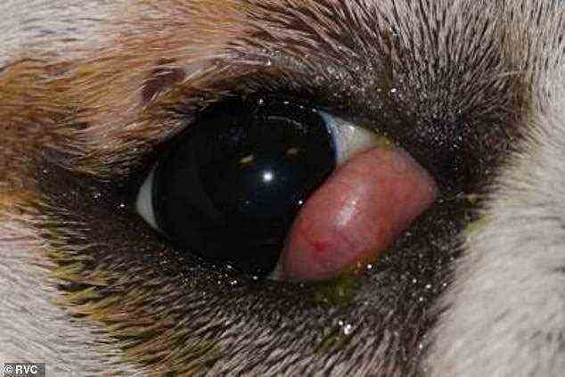 Wie der Name schon sagt, ist das Kirschauge eine Augenerkrankung, die zu einer großen rosa Masse im Augenwinkel des Hundes führt