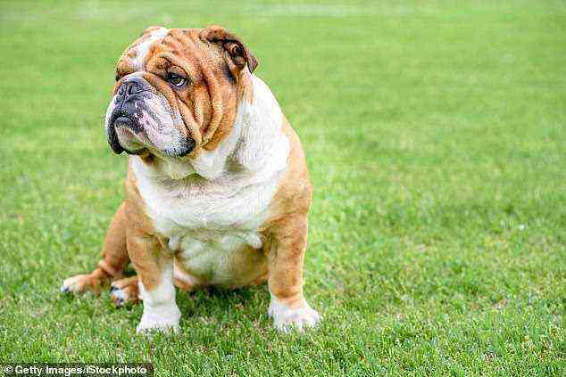 Insgesamt hatten brachyzephale (flachgesichtige) Hunde ein 6,9-mal höheres Risiko für Kirschaugen im Vergleich zu Hunden mit mittlerer Schädellänge