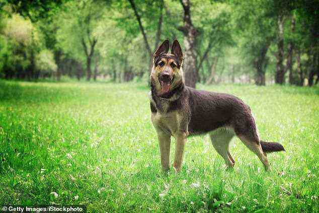 Es wurde festgestellt, dass 16 Rassen, darunter Deutsche Schäferhunde (im Bild), im Vergleich zu Kreuzungen ein geringeres Risiko haben, ein Kirschauge zu entwickeln