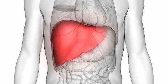 3D-Darstellung der Organe des menschlichen Körpers mit roter Leber