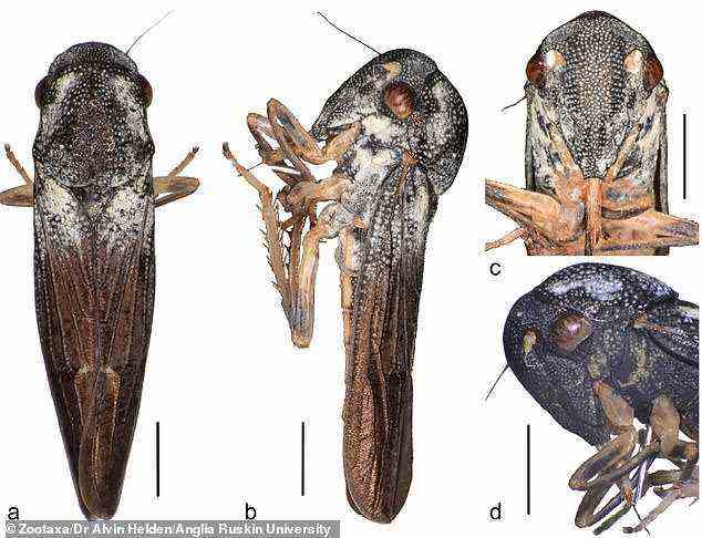 Das Exemplar von Phlogis kibalensis hat rotbraune Augen, obwohl diese auffallender rot waren, als der Einsatz noch lebte.  Sein Körper ist mit groben, eng beieinander liegenden Löchern bedeckt, die stark mit kompliziert strukturierten mikroskopisch kleinen Körnchen, den sogenannten Brochosomen, bedeckt sind, wodurch viele Gruben weiß aussehen