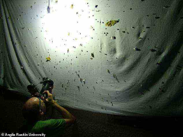 Dr. Alvin Helden ist hier beim Fotografieren von Insekten im Kibale-Nationalpark abgebildet.  Er hat eine neue Studie über seine „einmalige“ Entdeckung verfasst
