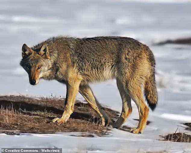 Forscher unter der Leitung der US National Institutes of Health identifizierten eine Mutation in einem Wachstumshormon-regulierenden Gen bei Hunden, das mit kleinen Körpergrößen in Verbindung gebracht wird.  Das Team fand heraus, dass die Mutation it bereits im genetischen Code eines Steppenwolfs vorhanden war, der vor etwa 53.000 Jahren in Sibirien lebte.  Im Bild: ein moderner Steppenwolf (Canis lupus campestris)