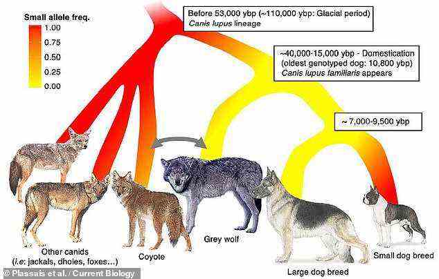 Die Forscher sagten, dass sie die IGF-1-Mutation bei anderen Mitgliedern der Canidenfamilie gefunden haben – darunter afrikanische Jagdhunde, Kojoten und Schakale.  Abgebildet: die Verteilung der Small-Body-Size-Mutation über verschiedene Arten von Caniden