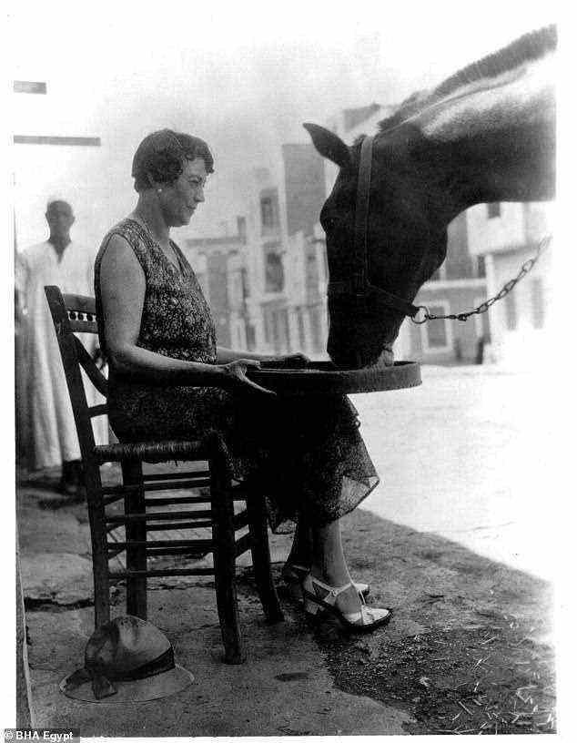 The organisation was founded by Dorothy Brooke who, when she travelled to Cairo with her husband in 1930, was so horrified to find Britain¿s loyal former war horses working in appalling conditions on the streets that she decided to make it her life¿s work to help them (pictured)