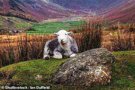 A Herdwick ewe in the Lake District. Potter was passionate about the superiority of this breed of sheep