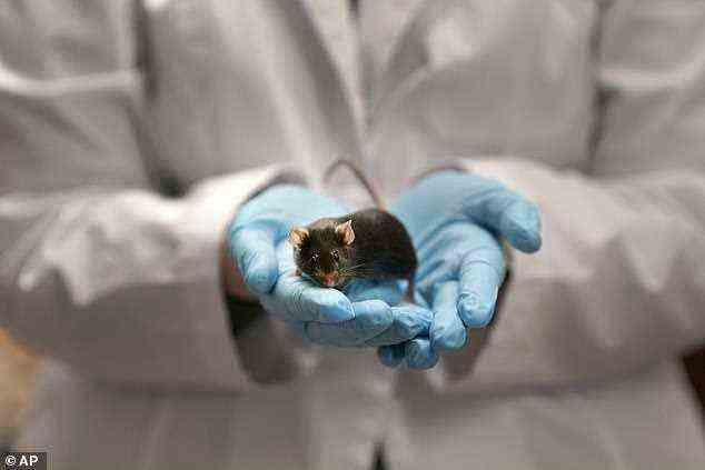 Einige Wissenschaftler argumentieren, dass sich Omicron in Mäusen entwickelt hat, bevor es wieder in den Menschen übergesprungen ist (Archivbild).  Andere sagen jedoch, dass es wahrscheinlich bei einem immungeschwächten Patienten aufgetreten ist