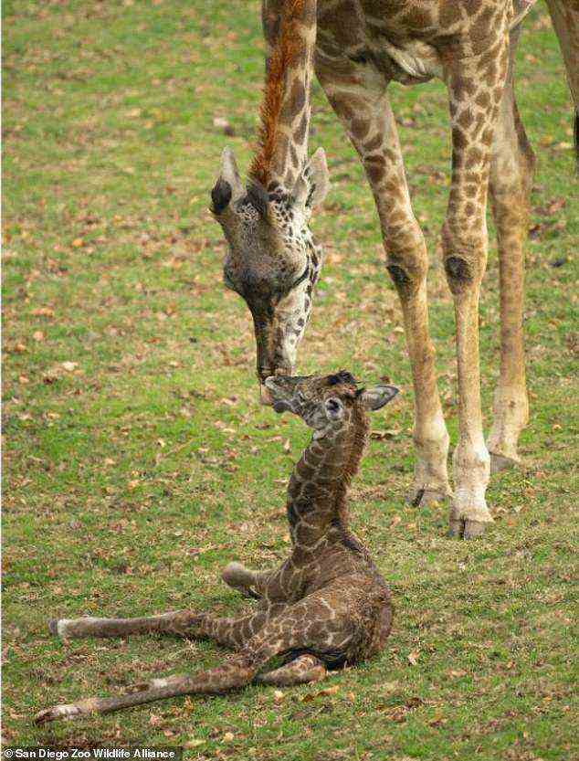 Ein am Dienstag im Zoo von San Diego geborenes Giraffenkalb wurde zwei Tage lang eingeschläfert, weil sich sein Gesundheitszustand schnell verschlechtert hatte