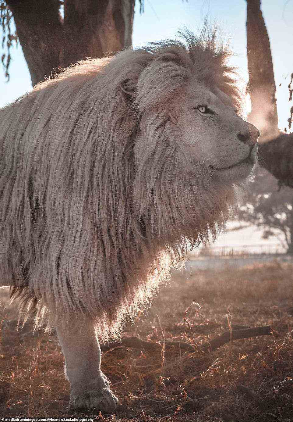Dieser atemberaubende weiße Löwe zeigte seine beeindruckende Mähne, als er durch die Glen Garriff Lion Conservation wanderte
