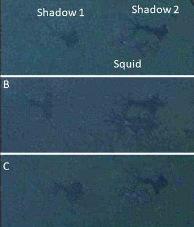Mehr als 20.000 Fuß unter der Oberfläche fingen die beiden Entdecker im U-Boot einen Schatten (im Bild) ein, der über den Meeresboden zog, und eine spätere Untersuchung bewies, dass es sich um einen jungen Bigfin-Tintenfisch handelte