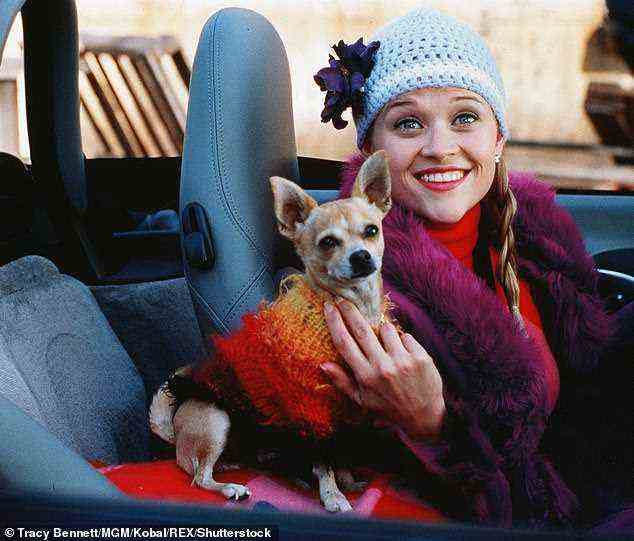 Die genetische Mutation, die Hunde wie Chihuahuas und Zwergspitz so winzig macht, entstand vor etwa 53.000 Jahren von großen alten Wölfen, wie eine Studie ergab.  Im Bild: 'Bruiser' der Chihuahua in der Komödie 'Legally Blonde' aus dem Jahr 2001 mit Reese Witherspoons Elle Woods
