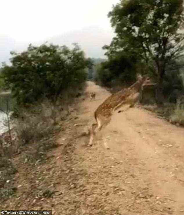 In einem am 15. Januar geteilten Video rennt der Hirsch in Indien hoch und springt vorwärts, während er in die Luft steigt