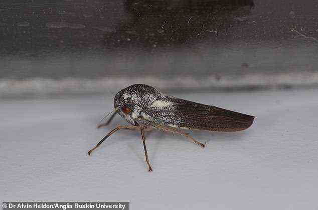 Die neu entdeckte Zikade Phlogis kibalensis.  Blatthüpfer sind eng mit Zikaden verwandt, aber viel kleiner
