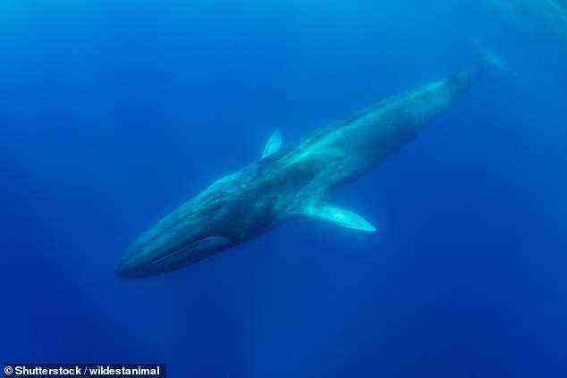 Eine Studie hat herausgefunden, dass Bartenwale (oder Finnwale, abgebildet) bei der Lungenfütterung einen „Mundpfropfen“ im Mund haben, der ihnen hilft, Nahrung unter Wasser zu schlucken, ohne dabei zu ertrinken