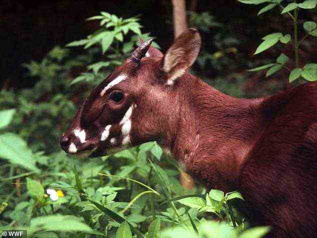 Das Tier wurde 1992 in abgelegenen Bergen in der Nähe von Laos entdeckt, als ein gemeinsames Team des WWF und der vietnamesischen Forstbehörde in einem Jägerhaus einen Schädel mit ungewöhnlichen Hörnern fand