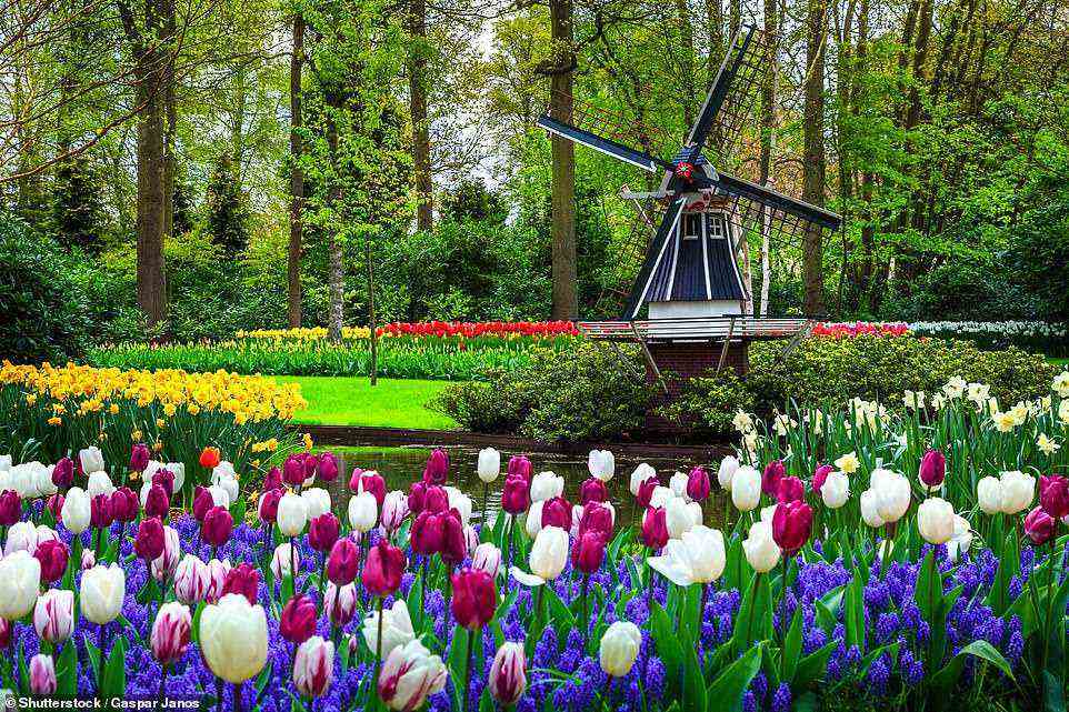 Eine von Railtrail Tours arrangierte flugfreie Reise in die Niederlande im April beinhaltet einen Besuch der Blumenzwiebelfelder von Keukenhof