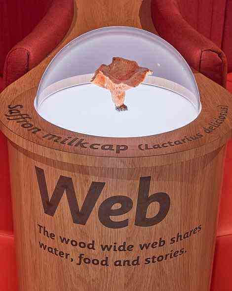 Interaktive Holzdisplays, bekannt als „Wood-Wide-Web“ (im Bild), informieren die Gäste über die bedeutende Rolle von Pilzorganismen in unseren Wäldern und Wäldern