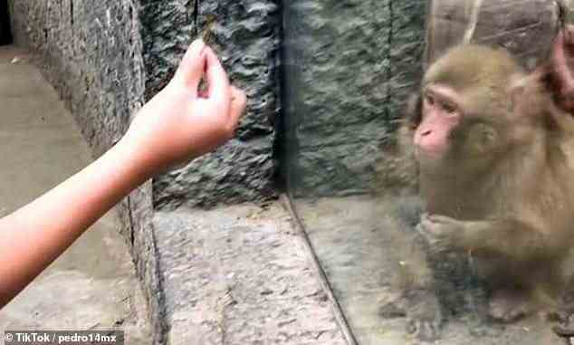 Der Affe schien Ibarra aufmerksam zu folgen, als er letzten Monat seinen Zaubertrick vorführte