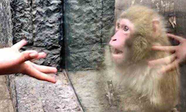 Der Affe schaute ungläubig, nachdem Ibarra einen kleinen Gegenstand aus seiner Hand verschwinden ließ