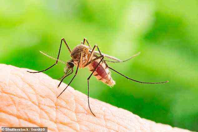 In ihren Experimenten verfolgte das Team das Verhalten von weiblichen Gelbfiebermücken, Aedes aegypti (im Bild), wenn ihnen verschiedene Arten von visuellen und geruchlichen Hinweisen präsentiert wurden
