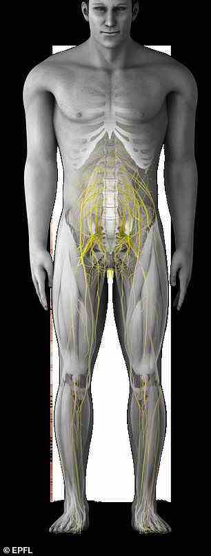 The device works by stimulating the region of the spinal cord that activates the trunk and leg muscles (pictured)