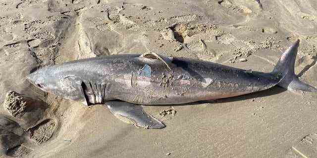 Dana Rose sagte Fox News Digital, dass sie keine offensichtlichen Verletzungen an dem Hai sehen konnte, obwohl sie bemerkte, dass sich ein Teil der Haut ablöste.