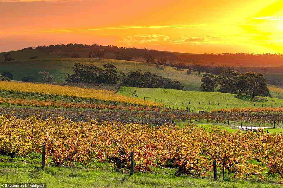 The vineyards of Barossa Valley, pictured, are famed for their shiraz - pay them a visit on an 11-day Tastes of Southern Australia guided foodie coach tour with Trafalgar Travel