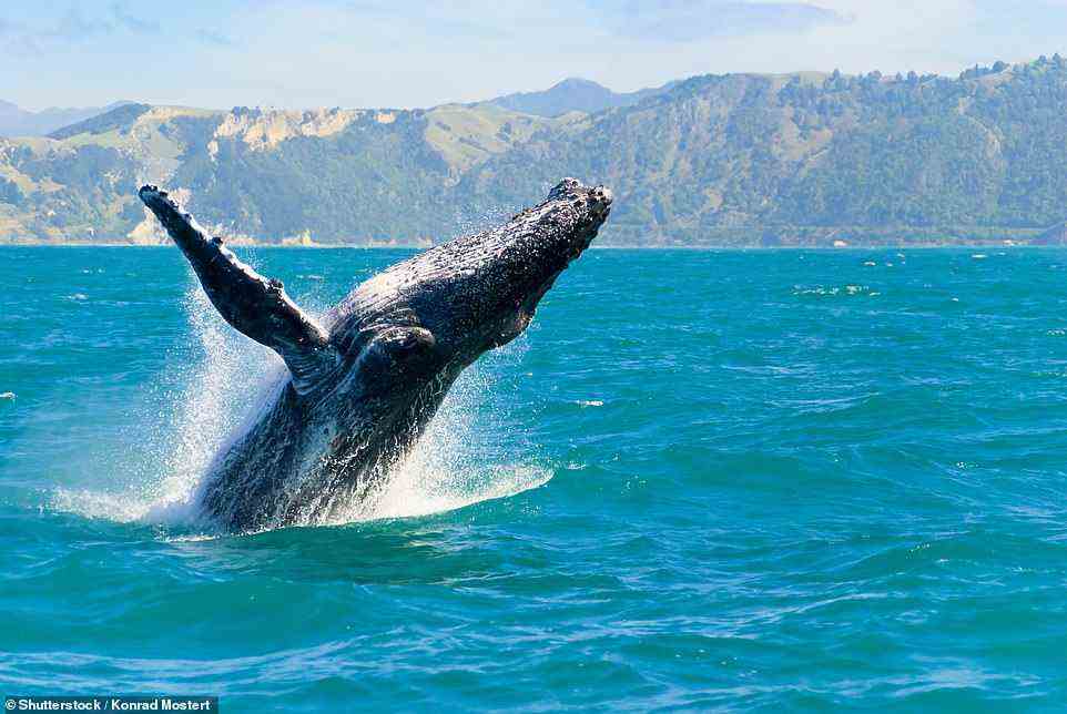 You'll get the chance to spot whales in Kaikoura, pictured above, on the Wexas self-drive tour