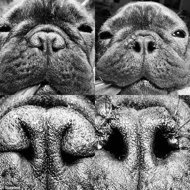 Dogs with squished noses and thin nostrils are most at risk of developing the conditions and suffering health problems