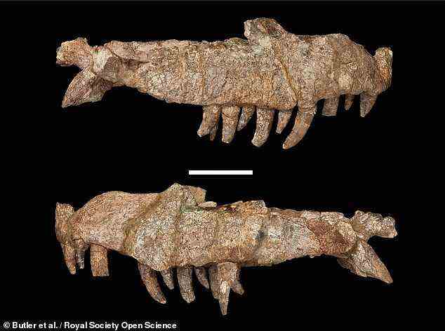 Kürzlich von Paläontologen unter der Leitung der Universität Birmingham beschrieben, hätte das Tier – „Mambawakale ruhuhu“ – eine Länge von mehr als 16 Fuß erreicht.  Im Bild: rechte und horizontale Ansicht des Schädels des Typusexemplars des neu beschriebenen Archosauriers