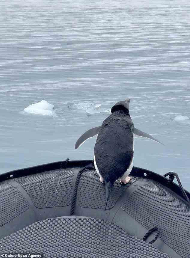Adeliepinguine – die häufigste Pinguinart in der Antarktis – sind glücklicher, wenn es weniger Meereis gibt, sagen Forscher