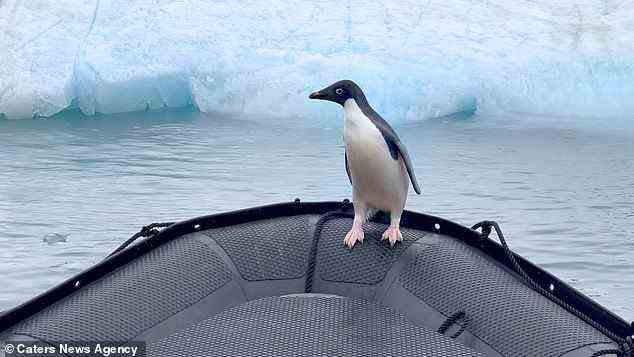 Der abgebildete Pinguin sprang auf den Bug des Bootes, um der Aufmerksamkeit einer herumstreifenden Robbe auszuweichen