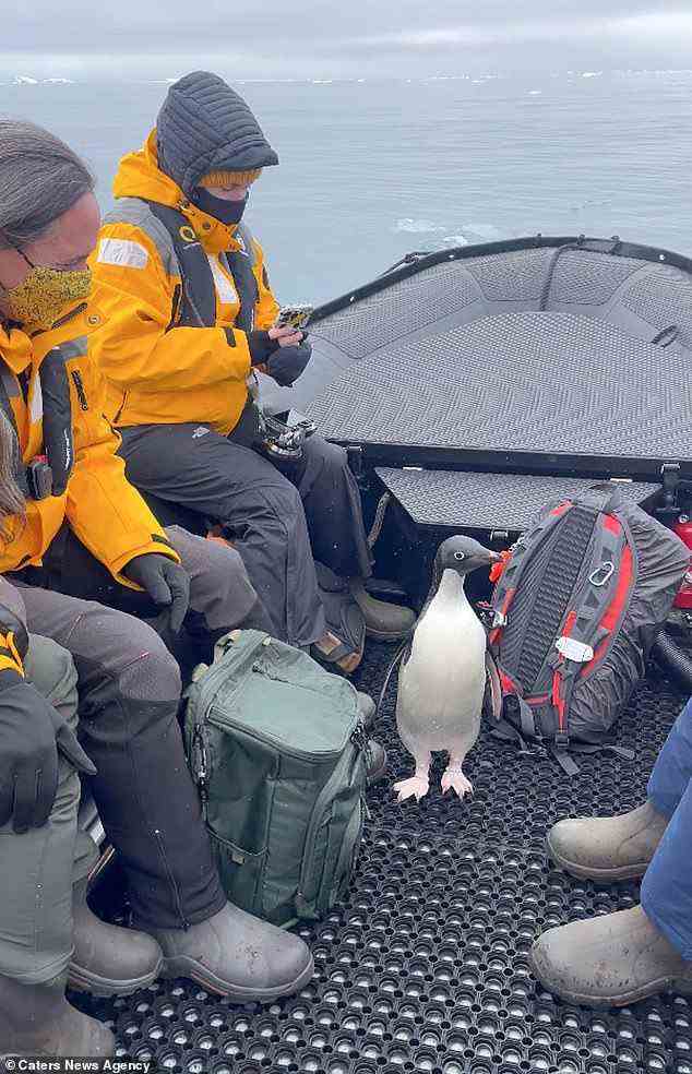 Vladimir Seliverstov, 50, aus Russland, hielt den Moment fest, in dem ein Adelie-Pinguin während einer Expedition in der Antarktis in ihrem Boot mitfuhr