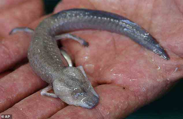 In a photo from 2011 is a Texas blind salamander (Eurycea rathbuni), closely related to the Blanco blind salamander (Eurycea robusta) that's on the new list