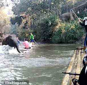 Das Filmmaterial zeigte dann den Moment, als die Gruppe von Touristen von einem Elefanten angegriffen wurde