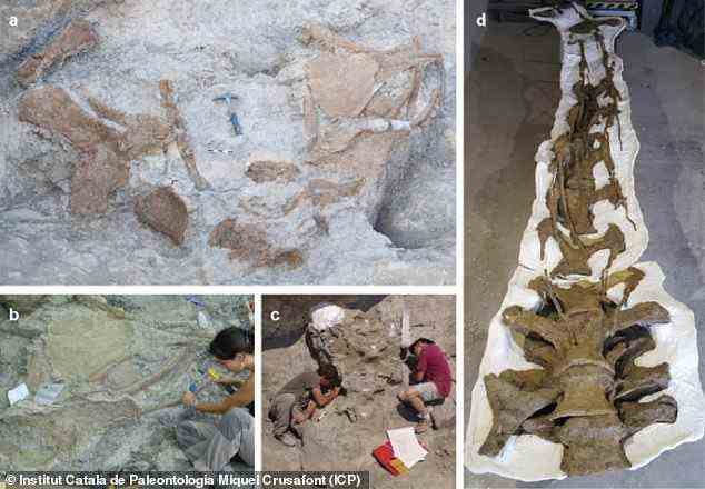 Bilder verschiedener fossiler Überreste von Abditosaurus kuehnei in Orcau (a), der Ausgrabungsprozess (b und c) und der Hals nach der Fossilpräparation (d)