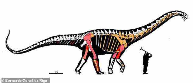 Silhouette von Abditosaurus kuehnei mit den in verschiedenen Grabungskampagnen ausgegrabenen Überresten, die in verschiedenen Farben hervorgehoben sind.  Die hellrosa Farbe zeigt im letzten Jahrhundert ausgegrabene Fossilien, die verloren gegangen sind.