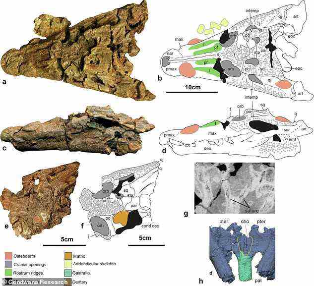Images from the paper show the original fossils and detailed reconstructions of Confractosuchus sauroktonos