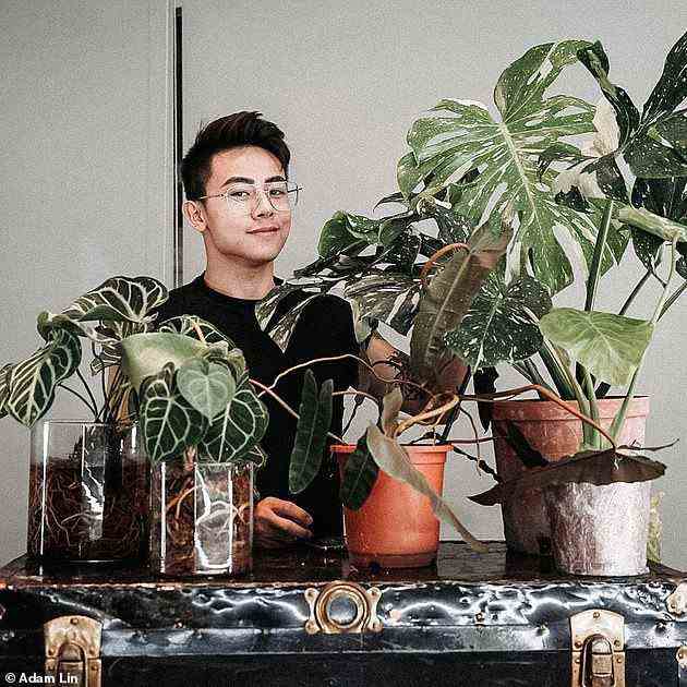 Der 25-jährige Adam Lin besitzt mehr als 300 Pflanzen im Wert von über 50.000 US-Dollar und sagt, dass seine Liebe zum Indoor-Gärtnern bereits 2016 erblühte