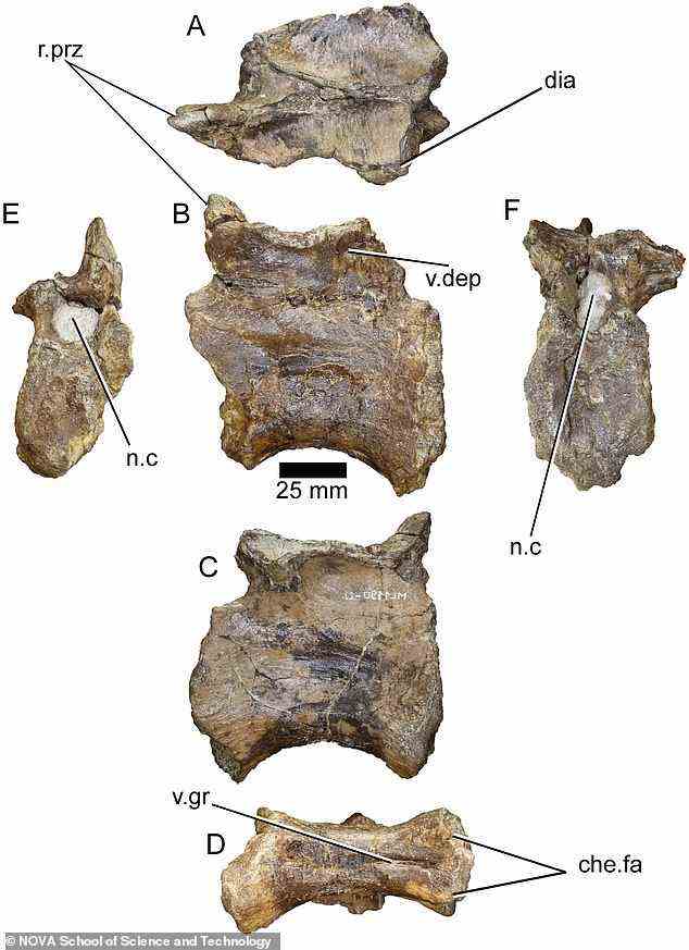 Die Überreste des neuen Exemplars wurden auf einem Dinosaurierfriedhof etwa 30 Meilen südlich von Lissabon gefunden und umfassen mehrere messerscharfe Zähne und Schädelknochen