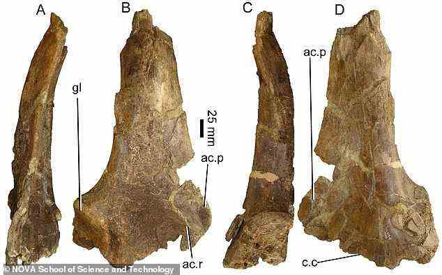 Um mehr über den Dinosaurier zu erfahren, haben die Forscher die Knochen digital in 3D rekonstruiert und den Scan kostenlos zur Verfügung gestellt