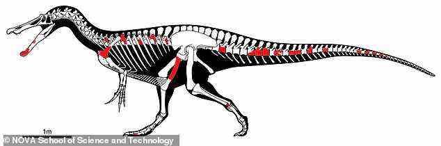 Obwohl Spinosaurier wilde Raubtiere waren, sind sie nicht so bekannt wie andere fleischfressende Theropoden wie T.Rex