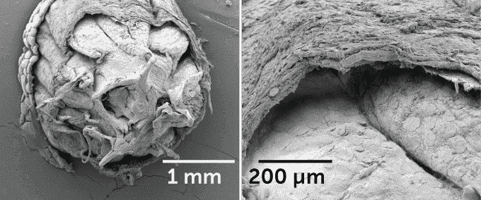 Mikroskopbild eines Eidechsenschwanzsegments und eine Nahaufnahme der Pfannenwände