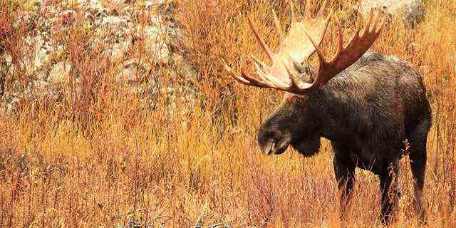 Ein Mann aus Montana bekannte sich schuldig, den Elch getötet zu haben, und ihm wurden seine Jagdprivilegien dauerhaft entzogen.